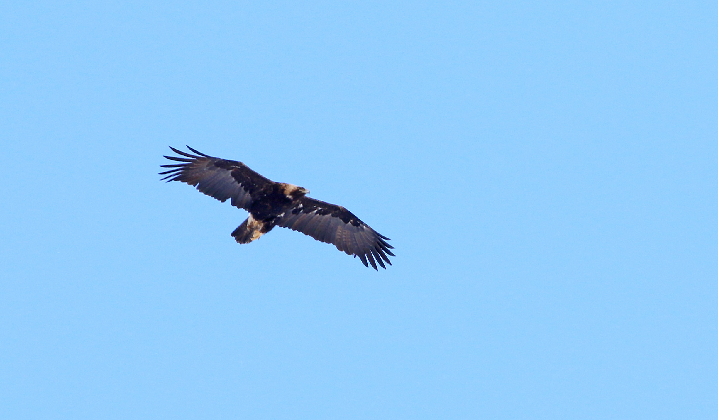 Bearded Vulture